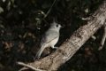 Black-crested Titmouse 2014-01-26_3